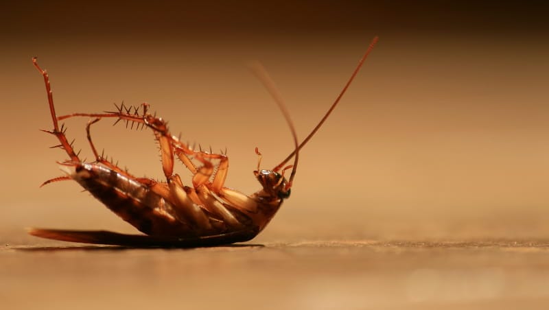 Dead cockroach on a table