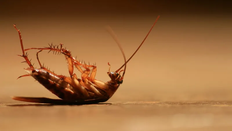 Dead cockroach on a table